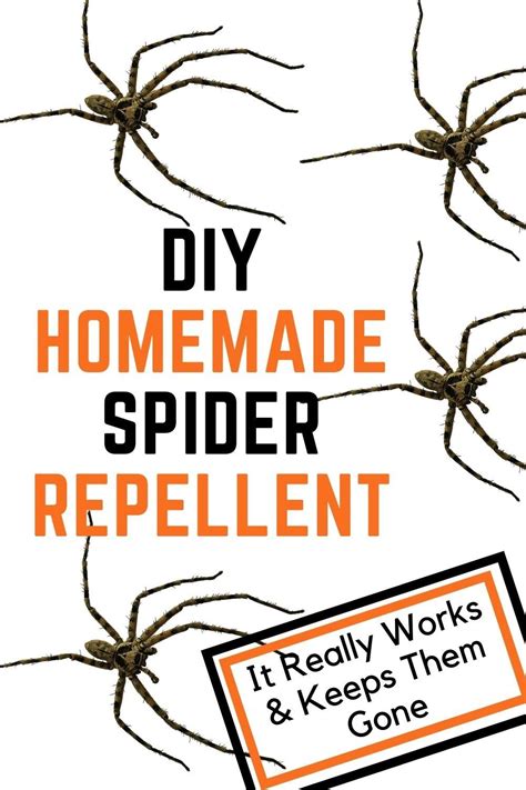 How To Get Rid Of Spiders Artofit