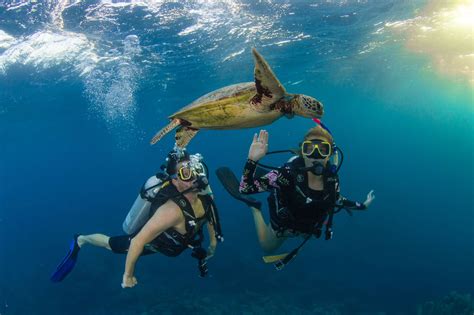 Discover Australias Great Barrier Reef Australia Dive