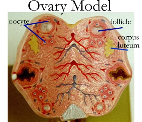 Woman Ovary Illustration Ovary Woman Organ Human Orga