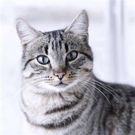 Portrait Gray Tabby Cat Photograph By Maika 777