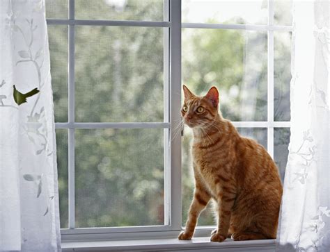 Safety Proofing Your Home Bringing A New Cat Home Cats Guide
