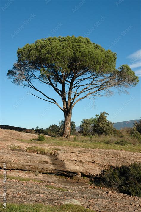 Pin Dalep Pinus Halepensis Rochers De Porphyre Site Protégé Du