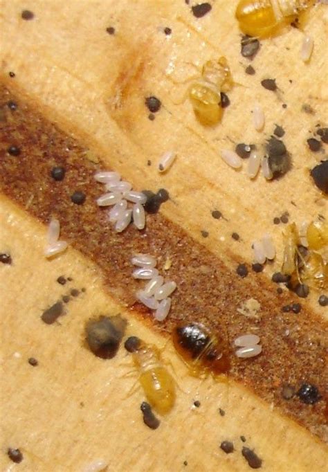 What Do Bed Bug Eggs Look Like Images And Photos Finder