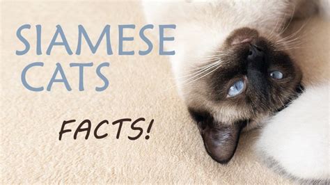 Siamese Cat Facts Figures And Vital Information For Owners