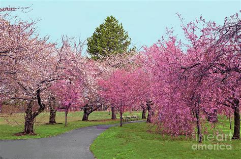 Branch Brook Cherry Blossoms Ii Photograph By Regina Geoghan Fine Art America