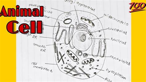 A bone to muscle connective tissue called tendon.) 9. How to draw animal cell labelled diagram | Animal cell ...