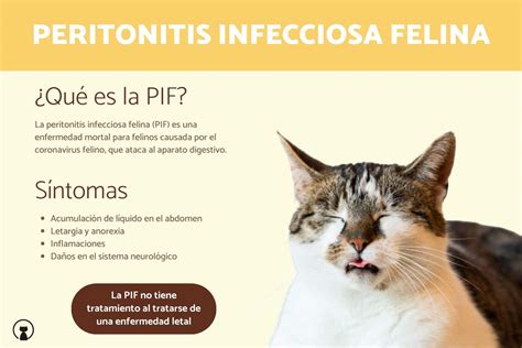 Peritonitis infecciosa felina PIF tratamiento y síntomas