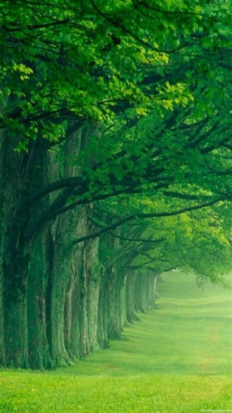 Most Beautiful Green Nature Wallpapers