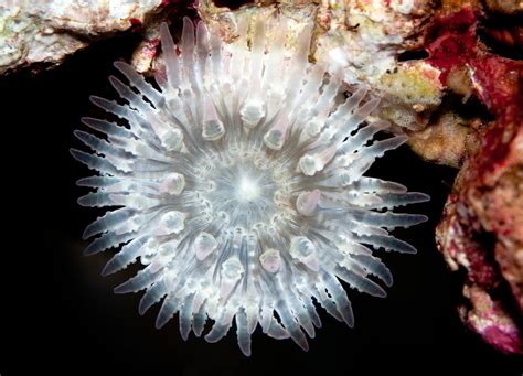 Fascinating Facts About Sea Anemones You Never Knew