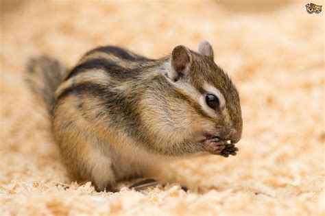 Many pet enthusiasts want to keep a sloth as pet, because it is known to be friendly and cuddly. Have You Considered Keeping Chipmunks as Pets? | Pets4Homes