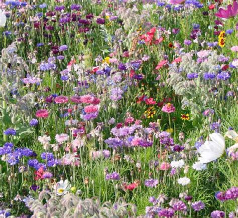 Wild Flower Cottage Garden Bee And Butterfly Fragrant Perennial Plant Mix