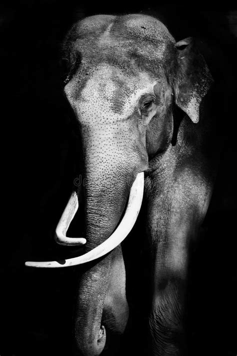 Black And White Portrait Elephant Stock Photo Image Of Shine Black