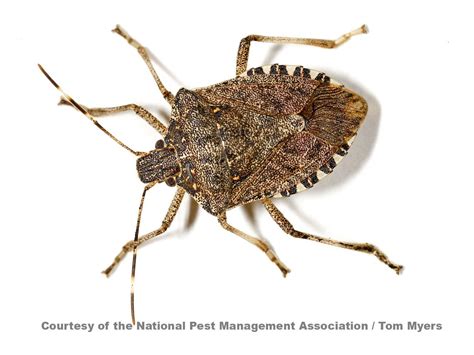 Stink Bug Infestation Pest Facts Homeschool Stem Pest Inspection