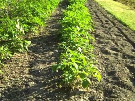 If you have peanuts in the shell, you will need to remove the. 10 Best images about How to grow peanuts. on Pinterest ...