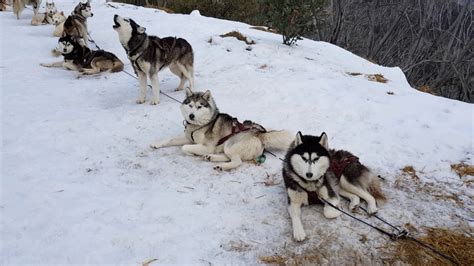 Siberian Huskies Puppies At Mount Buller Australia Youtube