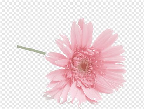Flower Auglis Petal Watermark Figure Lily White Lily Flowers Png