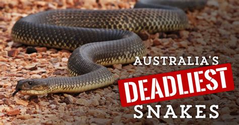 Brisbanes Deadliest Snakes Austates Pest Equipment