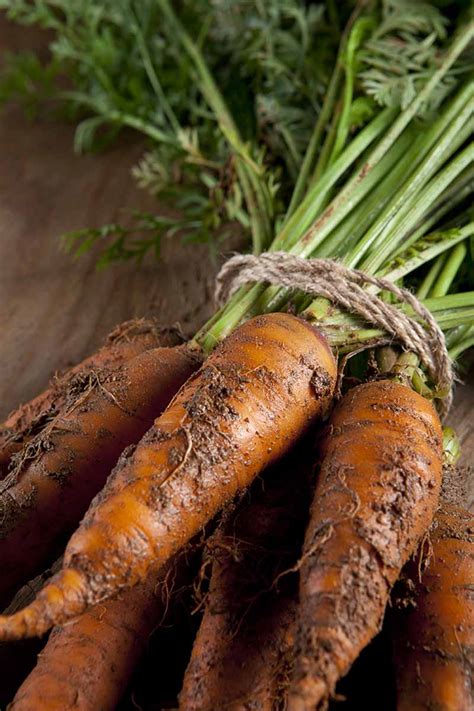 How To Store Carrots In The Ground Over Winter Gardeners Path