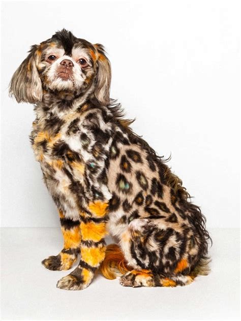 Paul Nathan Capturing The World Of Creative Dog Grooming