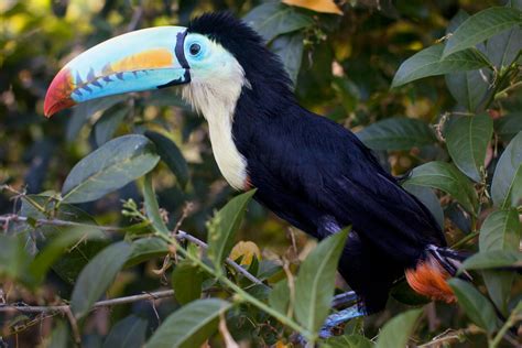 Colombias First Caribbean Birdwatching Trail Attracts Attention Audubon