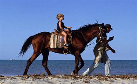horses lovers horse breeds begi tinker horsevanner horse country  origin ireland intro