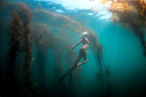 5 Reasons We Love California Kelp Diving