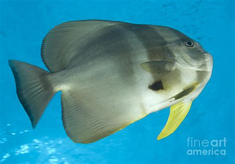 Longfin Spadefish Papua New Guinea Photograph By Steve Jones Fine