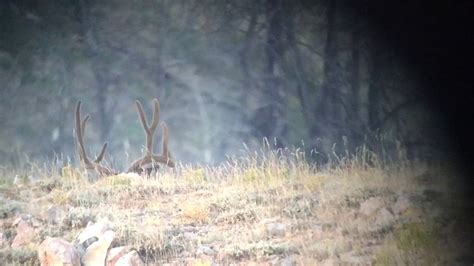 Zac Griffith Bedded Mule Deer Youtube