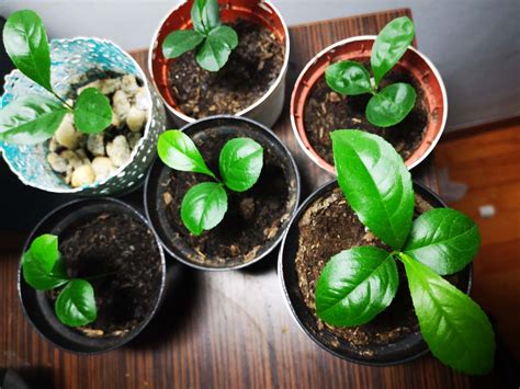 How To Grow A Lemon Tree From Seed In 2023