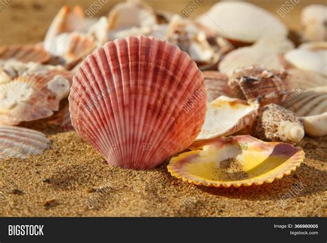 Big Red Seashell On Image And Photo Free Trial Bigstock