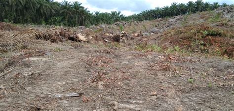 Disbunnak Sanggau Lakukan Peninjauan Lokasi Tumbang Chipping Di Kud Sawit Trija Desa Kelompu