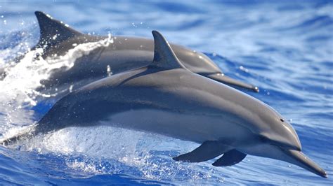 Dolphin Water Animals Mammals Sea Wallpapers Hd