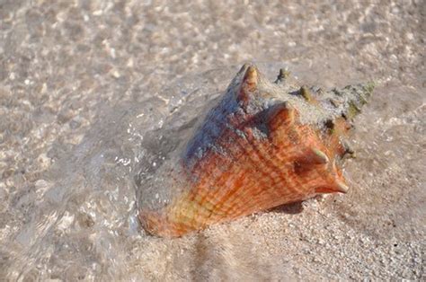 Types Of Seashells And Seashell Collection Hubpages