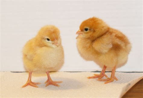 Two Chicks At The Same Time