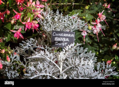 Cineraria Silver Dust Garden Plant Gardens Stock Photo Alamy