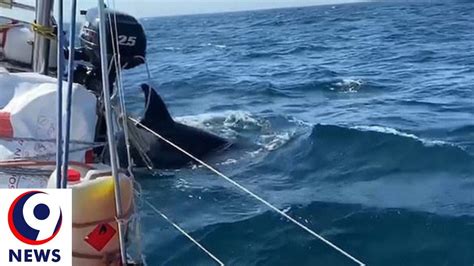 Killer Whale Siege Fierce Attack On Boats In Spain News Vidéo