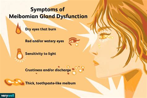 Eyelid Glands