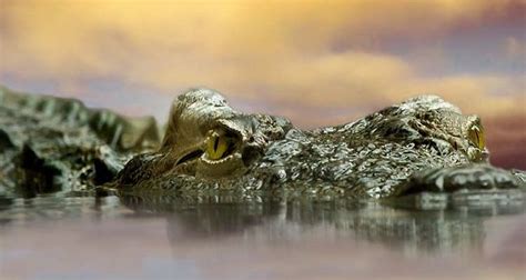 Check spelling or type a new query. Foto Gabungan 2 Hewan