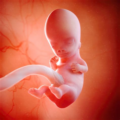Abgekürzt, beginnt der dritte schwangerschaftsmonat und damit der letzte der frühschwangerschaft. Was passiert in SSW 9? - Symptome & Tipps