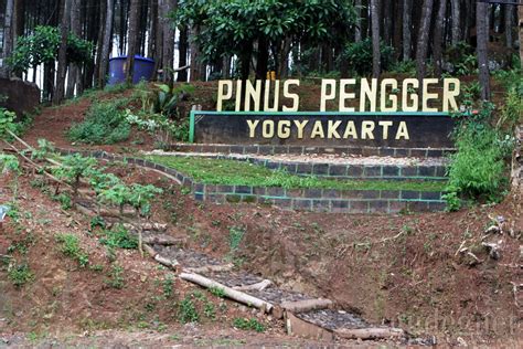 Hutan Pinus Pengger Tempat Wisata Di Jogja Tempat Wisata Indonesia
