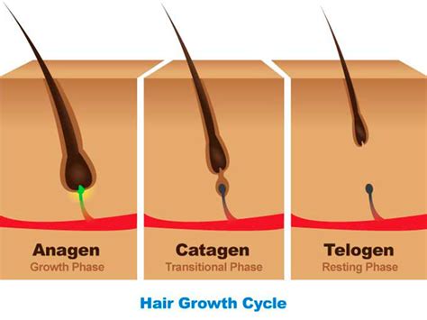 Phases Of Hair Growth Cycle