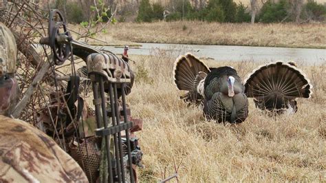 free download the closest bow kill turkey ever filmed turkey hunting realtree [1920x1080] for