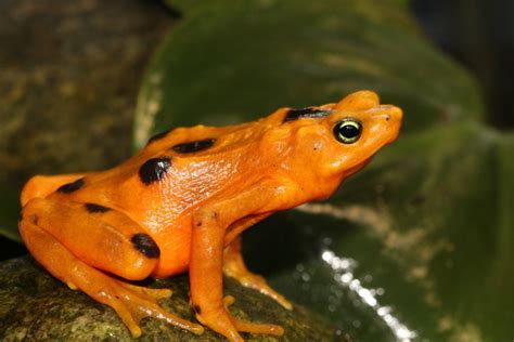 Endangered Golden Frogs Successfully Bred For First Time At Vancouver