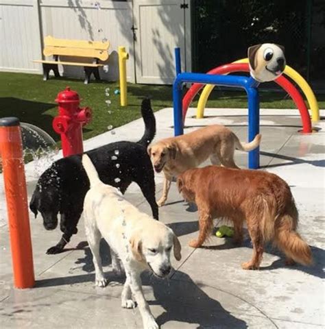 Pin By H2o Fido On Dog Spray Parks Dog Water Parks Splash Pads For