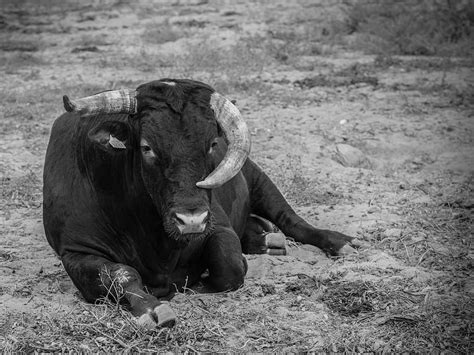 Hd Wallpaper Toro Fields Algeciras Horns Black Animals Livestock