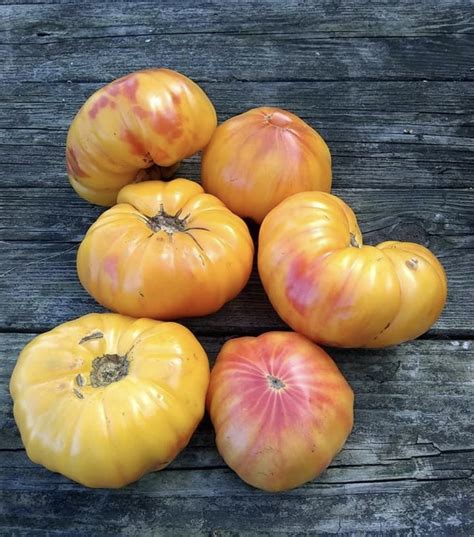 Mr Stripey Tomato Seeds Heirloom Organic Tims Tomatoes