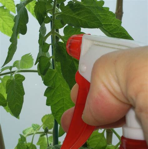 Cómo preparar insecticida con ajo para nuestra huerta orgánica Plantas