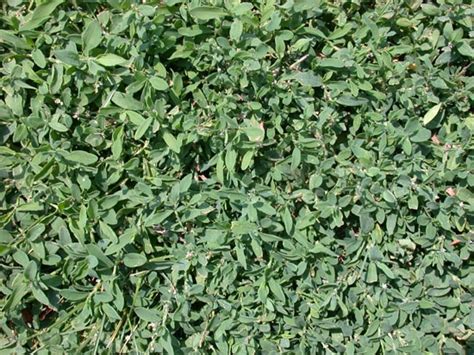 Lawn Weed Identification Photos Descriptions And Best Treatments