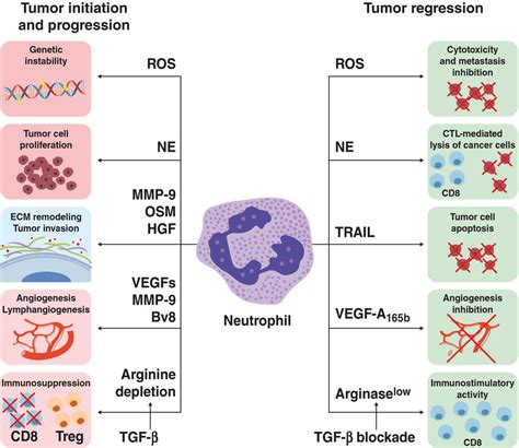 Roles Of Neutrophils In Cancer Growth And Progression Galdiero 2018