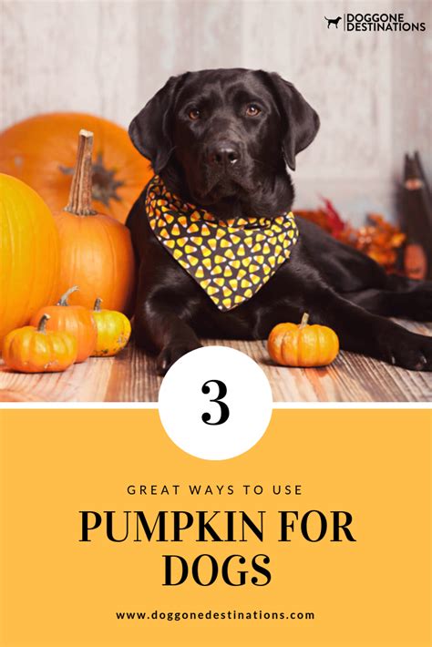 Most general recipes provide vague instructions for ingredients or preparation. 3 Fun Ways You Can Use Pumpkin For Dogs | Pumpkin, Dog ...